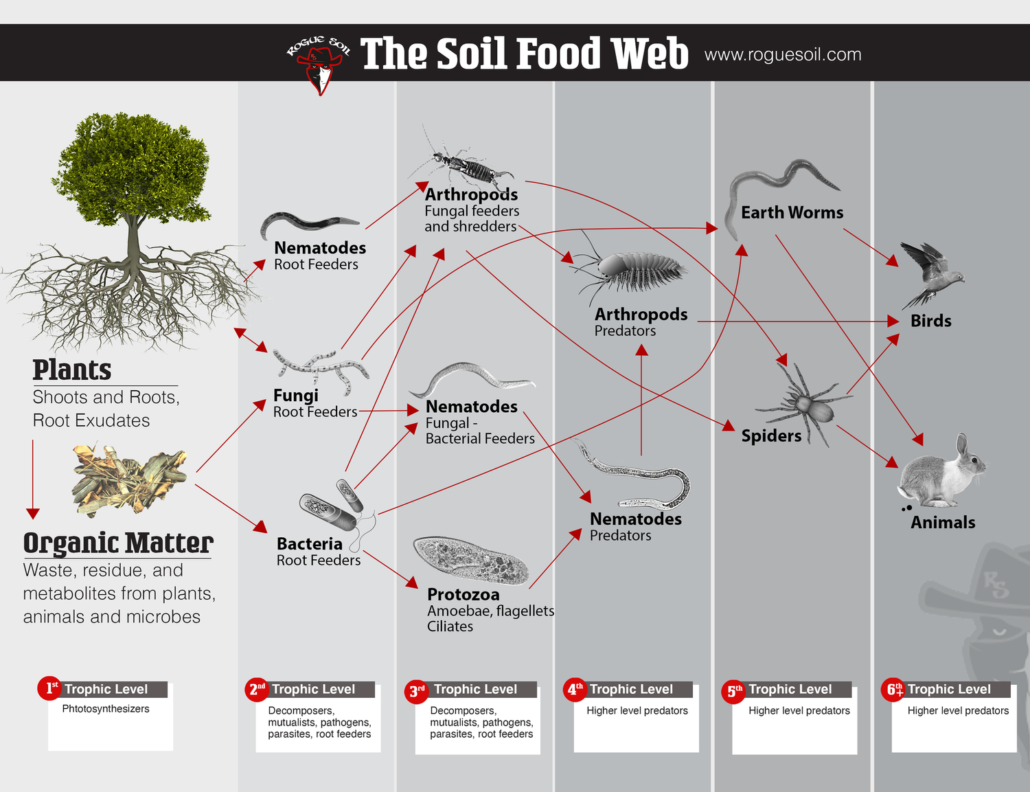 ORGANIC FARMING AND THE SOIL FOOD WEB - Rogue Soil