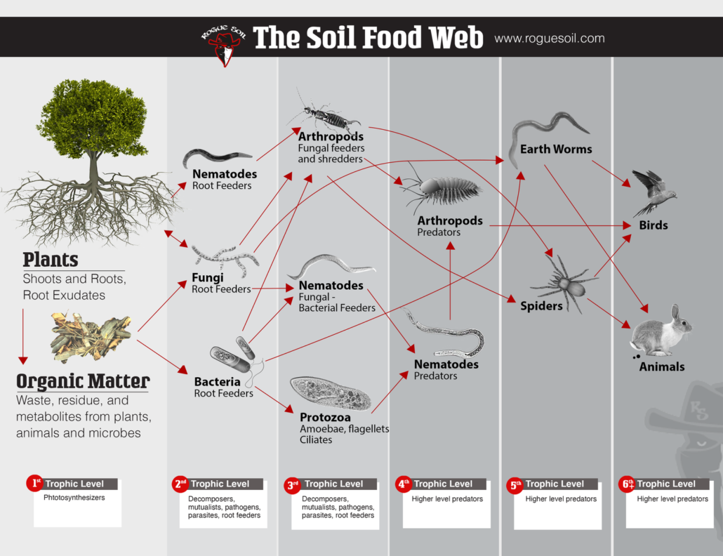 ORGANIC FARMING AND THE SOIL FOOD WEB Rogue Soil