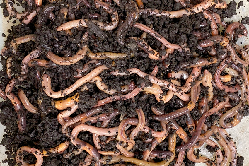 The Role of Worms in Soil - Rogue Soil