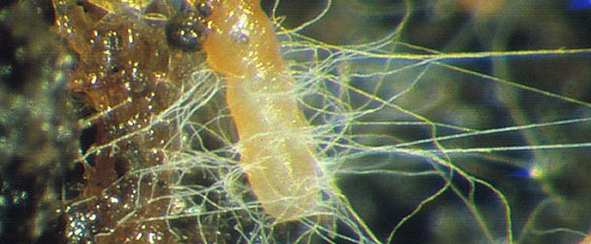 Endomycorrhizae